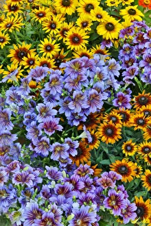Painted tongue and hirta daisies in tight grouping