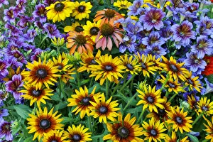 Painted tongue and hirta daisies in tight grouping