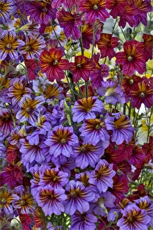 Conservatory Prints: Painted tongue in Longwood Gardens Conservatory, Pennsylvania