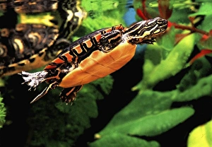 Painted Turtle, Chrysemys picta, Native to Southern US