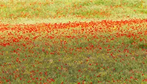 San Gimignano Prints: A painterly effect on a photograph of poppies in an Italian meadow