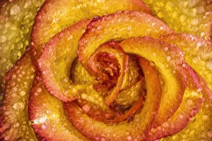 Raindrop Prints: Painting effect on raindrops on yellow and red rose