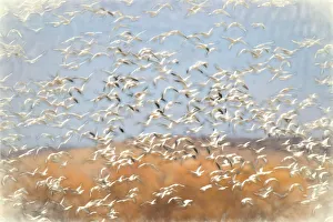 Migrating Prints: Painting effect on snow geese flying