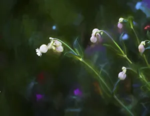 Images Dated 6th January 2021: Painting rendition of wildflowers in spring