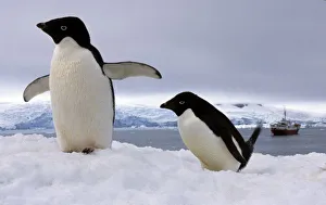South Pole Prints: Pair Adelie penguins Antarctica