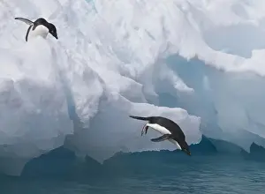 Images Dated 16th January 2009: A pair of adelie penguins leap off the edge of the iceberg they were resting