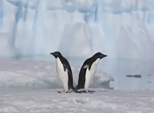 Vega Island Prints: A pair of adelie penguins loaf on sea ice near their colony on Devil Island
