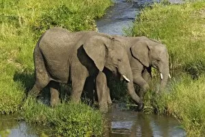 Pair of African