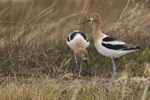 Shorebird Prints: Pair of American avocet
