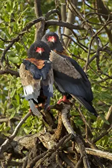 Images Dated 6th September 2011: Pair of Bateleur Eagles, Samburu National Game Reserve, Kenya, Africa