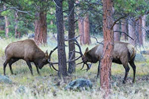 Images Dated 3rd August 2023: Pair of bull elk fight among the Ponderosa pines for control of the cow elk herd