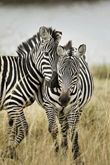 Pair of Burchella┬Ç┬Ös Zebras nuzzling up to each other, Masai Mara, Kenya, Africa, Equus