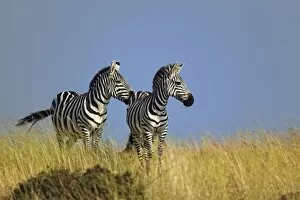 Images Dated 22nd July 2005: Pair of Burchells Zebras on grassy ridge, Masai Mara, Kenya. Equus burchellii