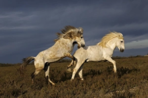 Grace Prints: Pair of Camargue horse stallions fighting, southern France