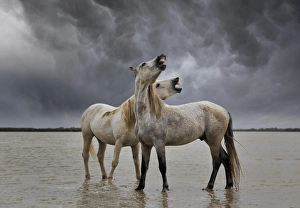 Strength Prints: Pair of Camargue horse stallions, southern France