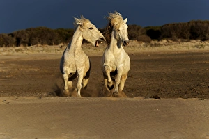 Grace Prints: Pair of Camargue Horses playing on beach at sunrise, southern, France