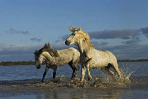 Grace Prints: Pair of Camargue stallions fighting, southern France