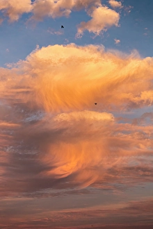 Prints of A pair of crows ride the wind as the south Florida sun sets, bringing pink and orange color to the clouds Images Dated 2024 November: A pair of crows ride the wind as the south Florida sun sets