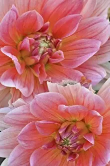 Images Dated 17th August 2005: Pair of Dahlia flowers, Dahlia spp. Rockport, Maine