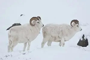 Anwr Prints: A pair of dall sheep rams look up from grazing on frozen grasses and sedges under