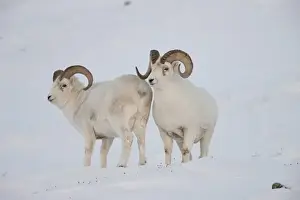 Anwr Prints: A pair of dall sheep rams survey each other during the fall mating season or rut