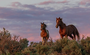 Mustang Prints: Pair of dominate stallions confront each other at dusk