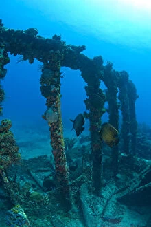 Images Dated 25th June 2006: Pair of French Angelfish, Wreck of the RMS Rhone, iron-hulled steam sailing vessel
