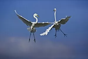 Pair of Great Egrets in breeding plumage fighting over nesting area, Casmerodius albus