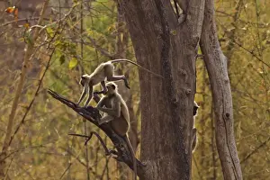 Tadoba Andheri Prints: Pair of Hanuman Langoor, Tadoba Andheri Tiger Reserve, India