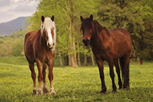 Images Dated 26th April 2004: Pair of horses, Cades Cove, Great Smoky Mountains N.P. TN Pair of horses