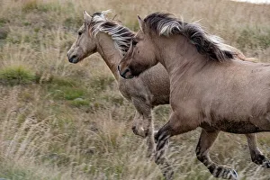 Race Prints: Pair of Icelandic horses run through a nearby field