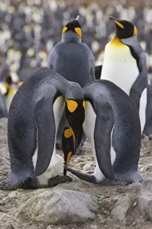 Images Dated 9th January 2006: A pair of King penguins perform an egg exchange in the largest king penguin colony