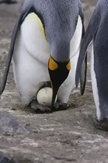 Protect Prints: A pair of King penguins perform an egg exchange in the largest king penguin colony