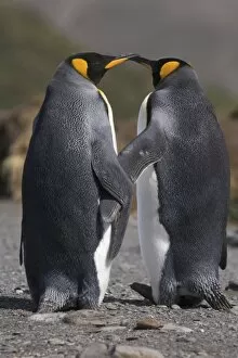 Images Dated 10th January 2006: A pair of king penguins seal their pair bond as part of their mating ritual