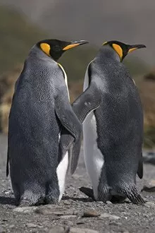 A pair of king penguins seal their pair bond as part of their mating ritual