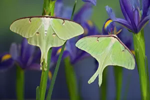 Images Dated 30th January 2006: Pair of Luna Silk Moth of North American photographed Sammamish, Washington