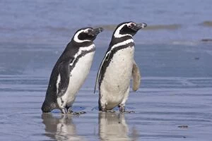 A pair of magellanic penguins rest together on the beach after returning from feeding