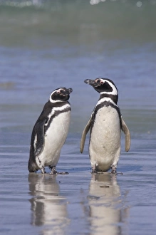 Images Dated 2nd January 2006: A pair of magellanic penguins rest together on the beach after returning from feeding