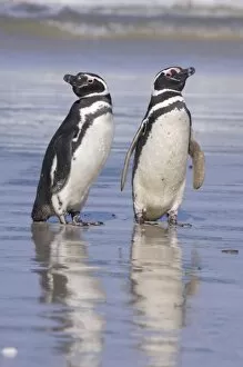 Images Dated 2nd January 2006: A pair of magellanic penguins rest together on the beach after returning from feeding