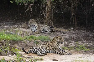 Mato Grosso Prints: A pair of mating jaguars, Panthera onca, resting on the beach