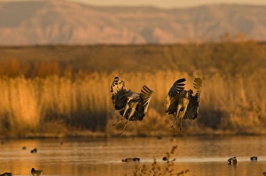 Images Dated 13th January 2009: A pair of migratory sandhill cranes, grus canadensis, come in for a landing in a