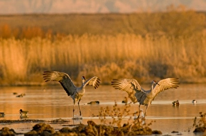 Steve Kazlowski Prints: A pair of migratory sandhill cranes, grus canadensis, come in for a landing in a