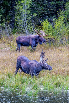 New Images March 2024 Part 1 Prints: A pair of moose, male and female, in Grand Teton National Park