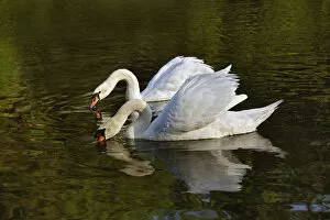 Pair of Mute Swans feeding, Louisville, Kentucky (Cygnus olor)