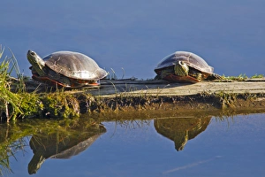 Mission Valley Prints: A pair of painted turtles sun themselves on a log at Ninepipe WMA near Ronan, Montana