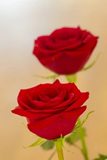 Blur Prints: Pair of red roses