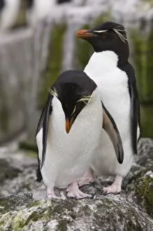 A pair of Rockhopper penguins sit together on the rocks in their nesting colony