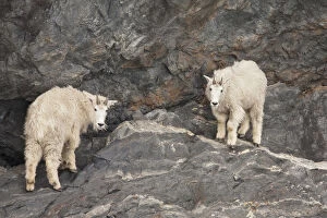 A pair of rocky mountain goats come down to the high tide line of Prince William