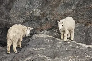 Chenega Glacier Prints: A pair of rocky mountain goats come down to the high tide line of Prince William
