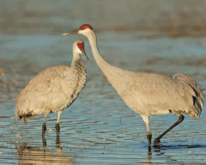 Animals Collection: Pair of sandhill cranes, Grus canadensis, Bosque del Apache National Wildlife Refuge